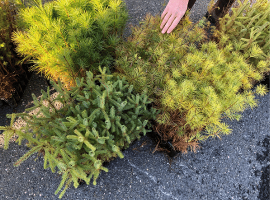 guide2good's tweet photo. See our "#playoutdoors ~ JFW Plant 2021: Remembrance Plant" Video TODAY!!!
It is out now! Watch it at:
https://t.co/7GXxVSNoge
Learn more about the Junior Forest Wardens:
https://t.co/byNbyPpkLE
See our latest tree plant!!!
#ThinkPlanetLiveLocal #GoLocalBeVocal https://t.co/NnUz3UxTyb