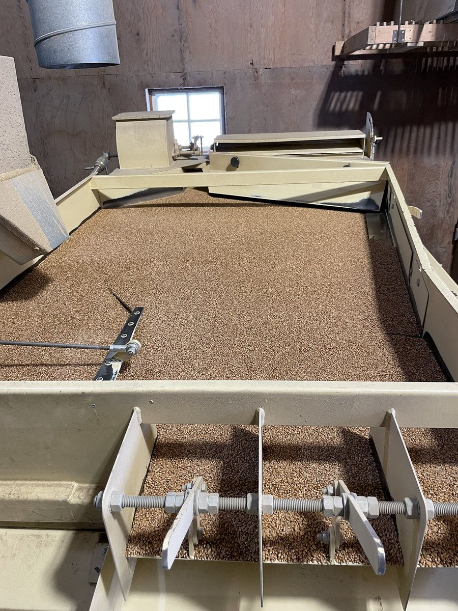 SeCanLauren's tweet photo. Sparta was doing such a great job cleaning AAC Starbuck VB #seed she deserved a @MakersCraftMalt Fraser 🍺 for #fancybeerfriday Come visit Sparta at Heavin Seed Farm Melfort #Sask for #AACStarbuckVB , NEW #CDCSKRush #wheat #seed &amp; many more #plant22 varieties #SeedDogsOfTwitter https://t.co/FX2do7zzzv