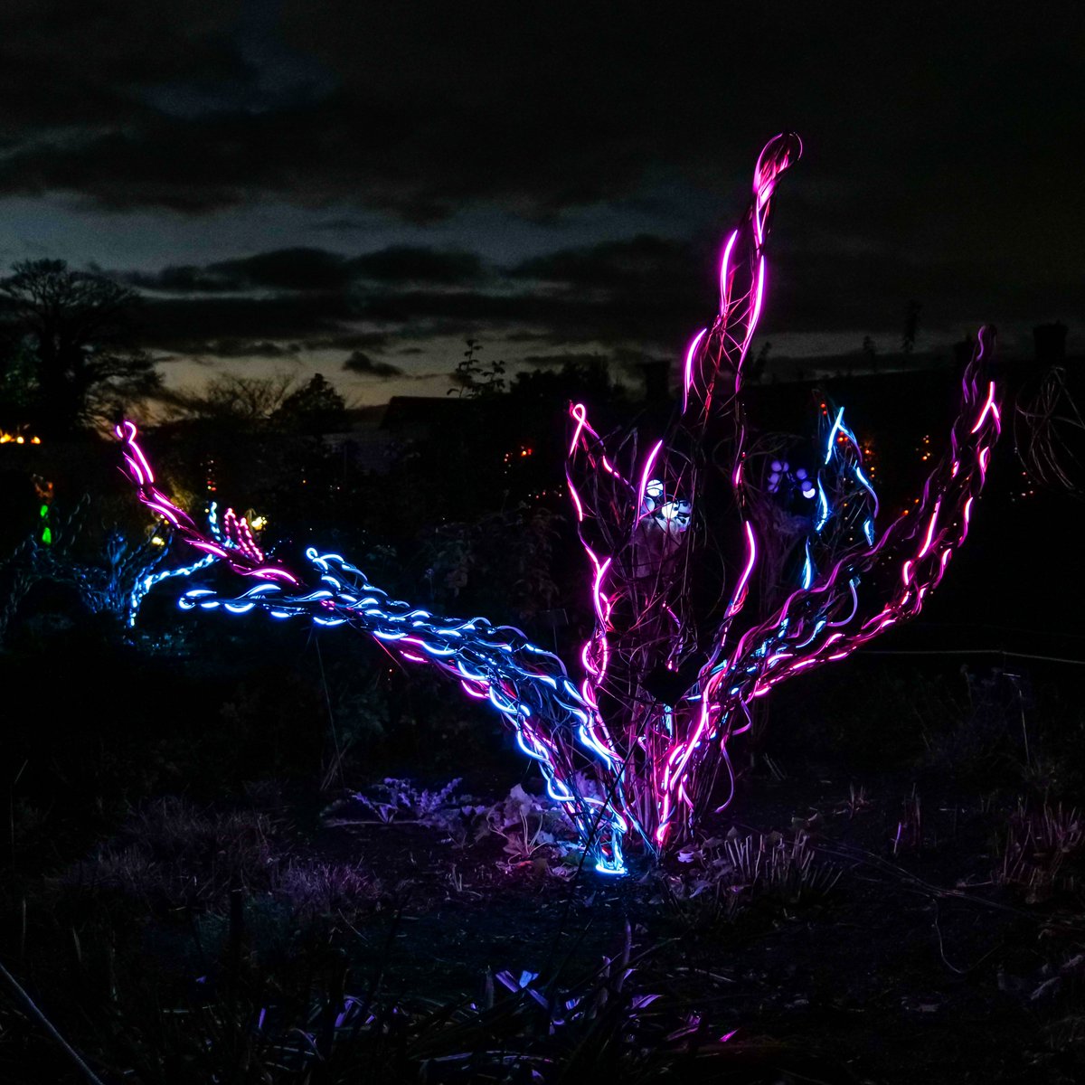 hyperoculus's tweet photo. Enjoying the light bloom of the Neon Giganticus at the Twilight Garden by @ithacastudio for @wakehurst_kew  #GlowWild #wakehurstplace #kew #Christmas https://t.co/zpEzBh5AN0