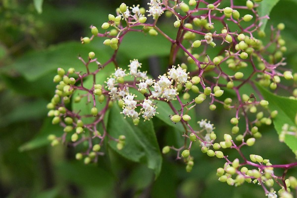 ʚ ɞ Michelle Lee ʚ ɞ 誕生花 誕生星 11 27 誕生花 ニワトコ 花言葉 熱中 誕生星 イェド プリオル 星言葉 強引なまでの前進主義 素敵な1日となりますように Birthdayflower Birthdaystar T Co Qtnja3w5 Twitter