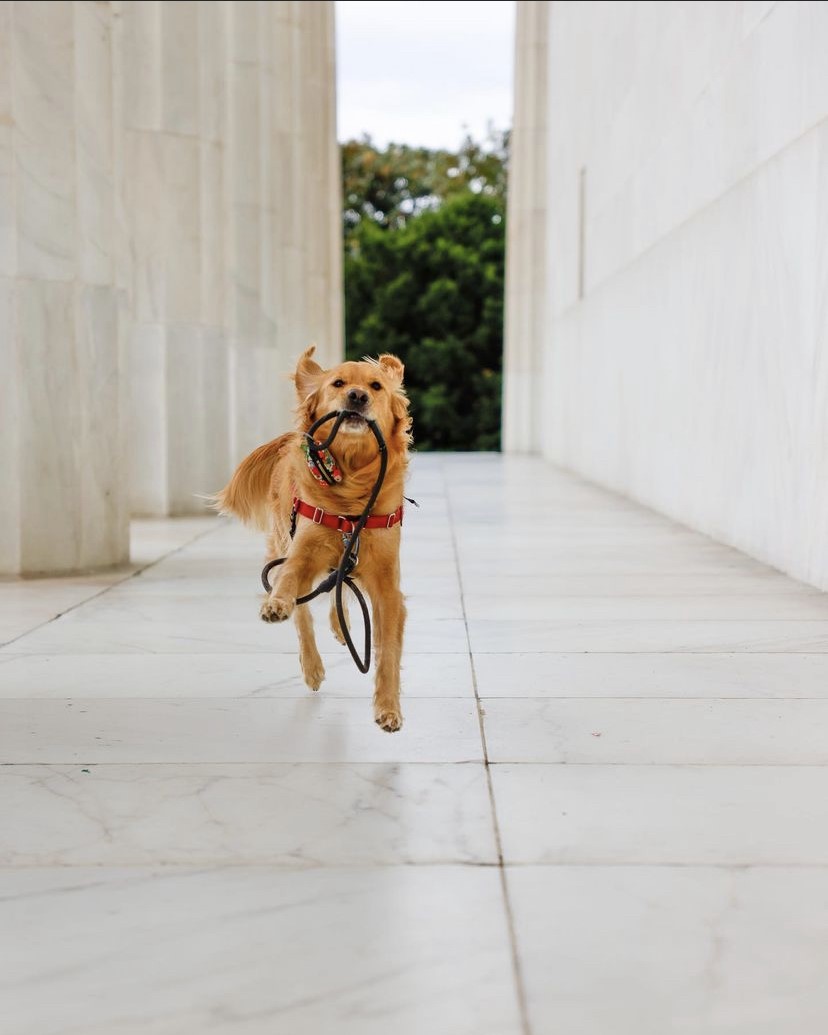 TheNationalMall's tweet photo. ๐๐๐We hope youโre getting the whole family out to run on the #NationalMall this holiday weekend. ๐๐๐#OptOutside @NationalMallNPS #GoodBoyBrinkley #FallOnTheMall
๐ธcredit: @brinkleyfromVA https://t.co/2Yt81xkE9t