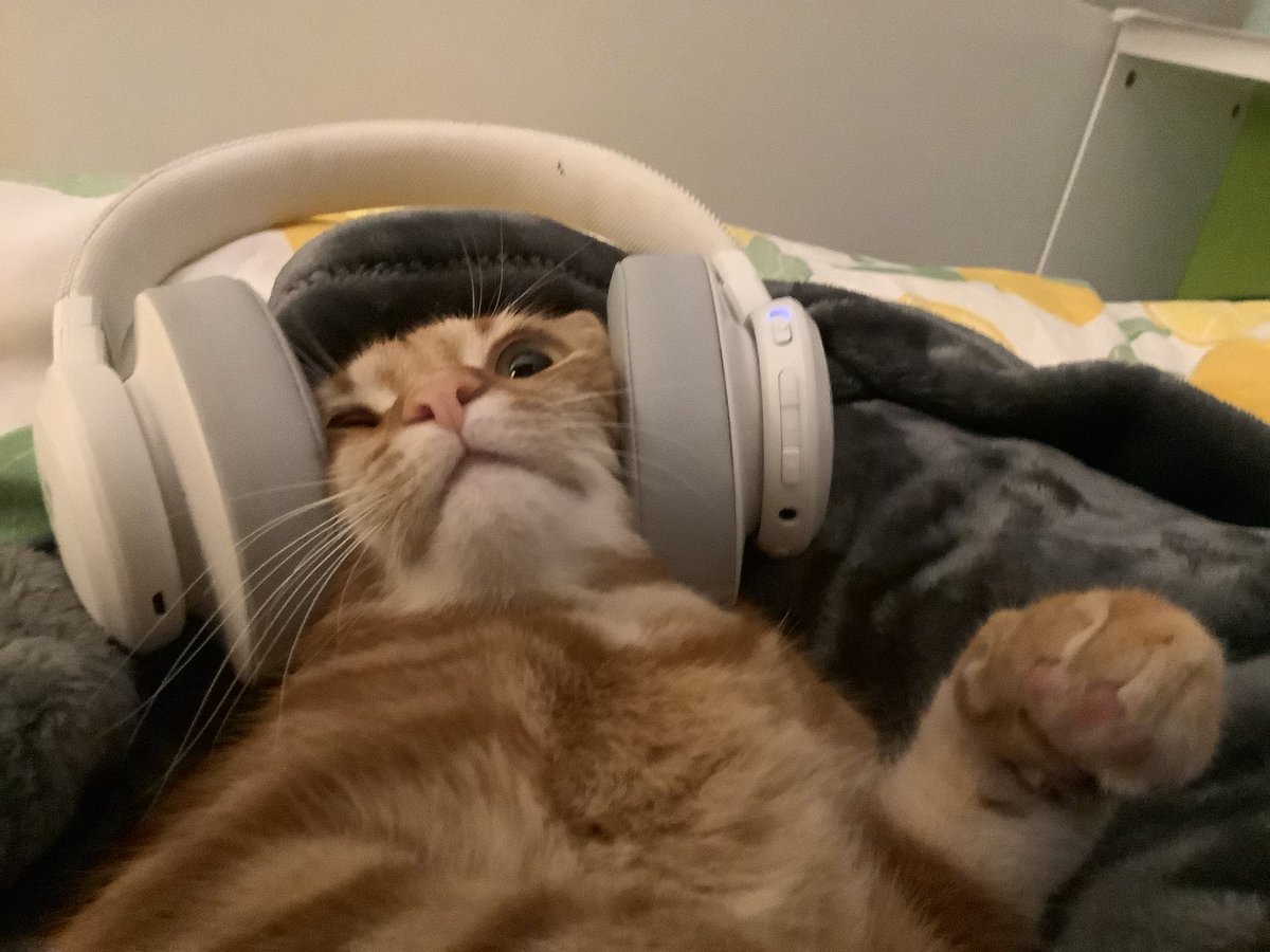 RachelxSussman's tweet photo. “I was playing birdsongs to help him relax.” —My kid, perhaps not understanding how cat brains process birdsong https://t.co/nQOqjzgtIl