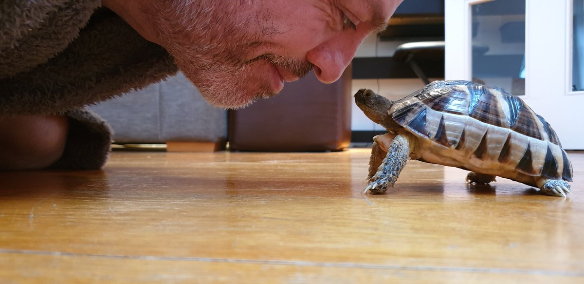 sergiofeldmann's tweet photo. Testudo Marginata (with papers) for sale via @Preloved https://t.co/z391gC5mHM 
#tortoise #testudomarginata #reptil #tortoiseforsale #pets https://t.co/qAsIgevWUq