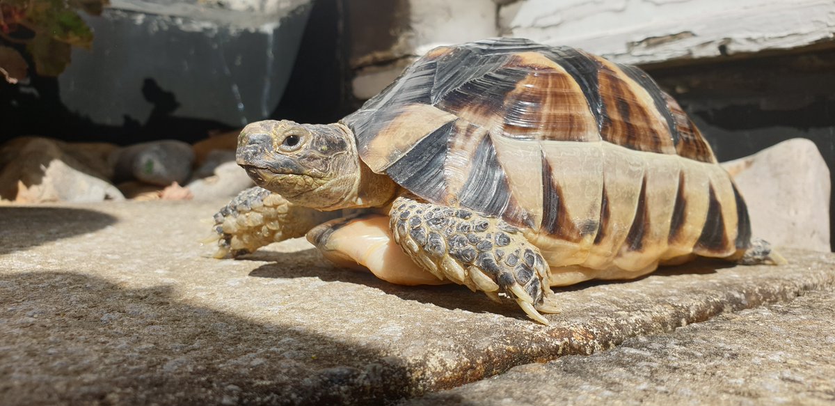 sergiofeldmann's tweet photo. Testudo Marginata (with papers) for sale via @Preloved https://t.co/z391gC5mHM 
#tortoise #testudomarginata #reptil #tortoiseforsale #pets https://t.co/qAsIgevWUq