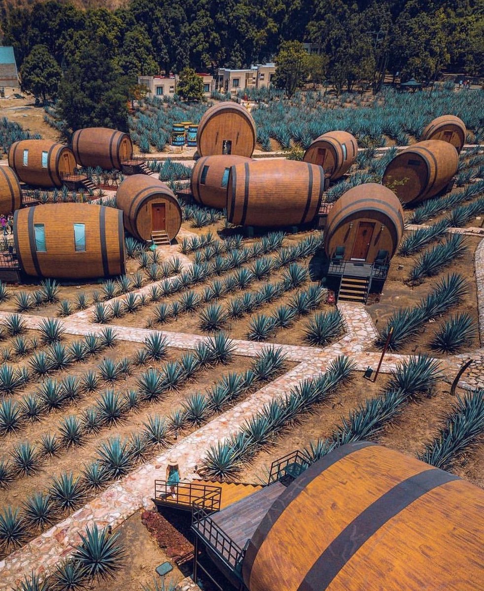 📍Tequila, Jalisco 
 📸: <a href="/miguelkurz/">miguel kurz</a>