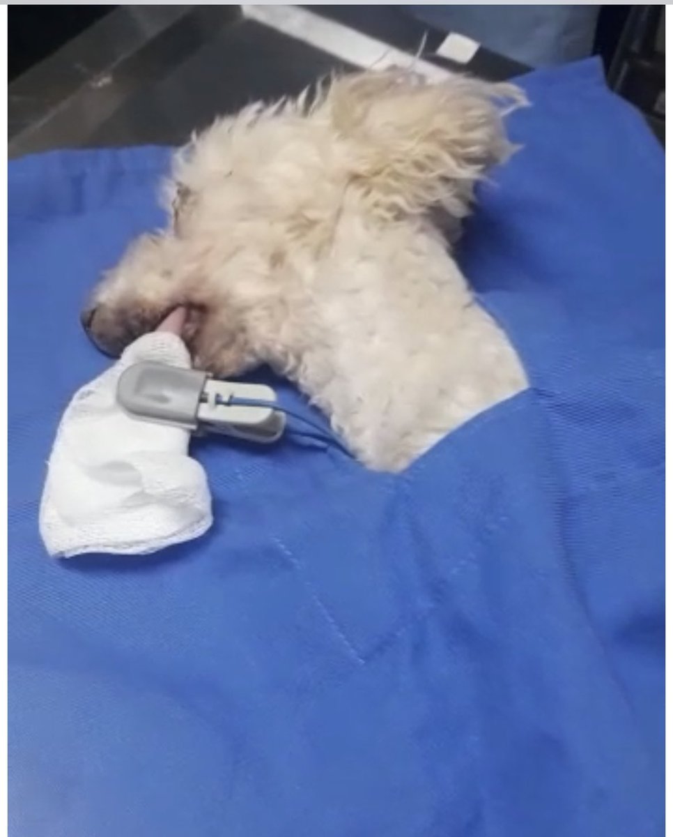 gllgina1's tweet image. Rosy .. en la extracción de sus dientitos.. aún necesita apoyo con el veterinario 🙏 cualquier cantidad ayuda mucho 🐾🐶