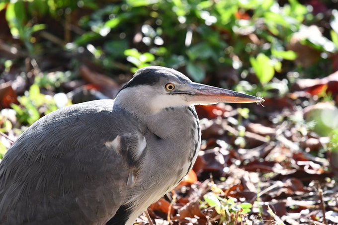 しんかいていさん がハッシュタグ アオサギ をつけたツイート一覧 1 Whotwi グラフィカルtwitter分析