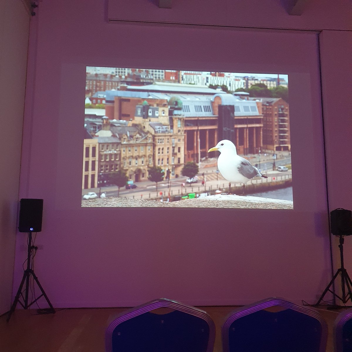 alison_unsworth's tweet photo. Fascinating to learn more about the history of kittiwakes in Newcastle and the more recent urban colonies elsewhere at tonight's talk about @SeabirdsInCity at @GNM_Hancock Looking forward to seeing the film https://t.co/uaQAlGUpVy
