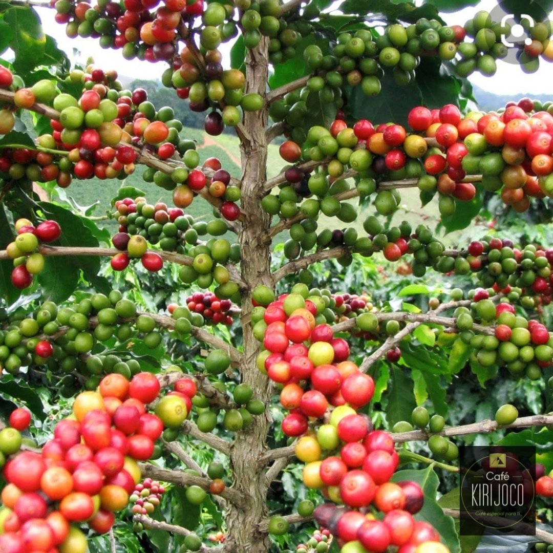 kirijoco's tweet photo. ¿Alguna vez te haz fijado en la belleza del color en un árbol de Café?

#cafekirijoco #kirijococafe #cafecolombiano #colombiancofee #likesitegusta #cafenegro #árboldecafé #cafeto #cafetal #coffeelovers https://t.co/aYxpofySGv