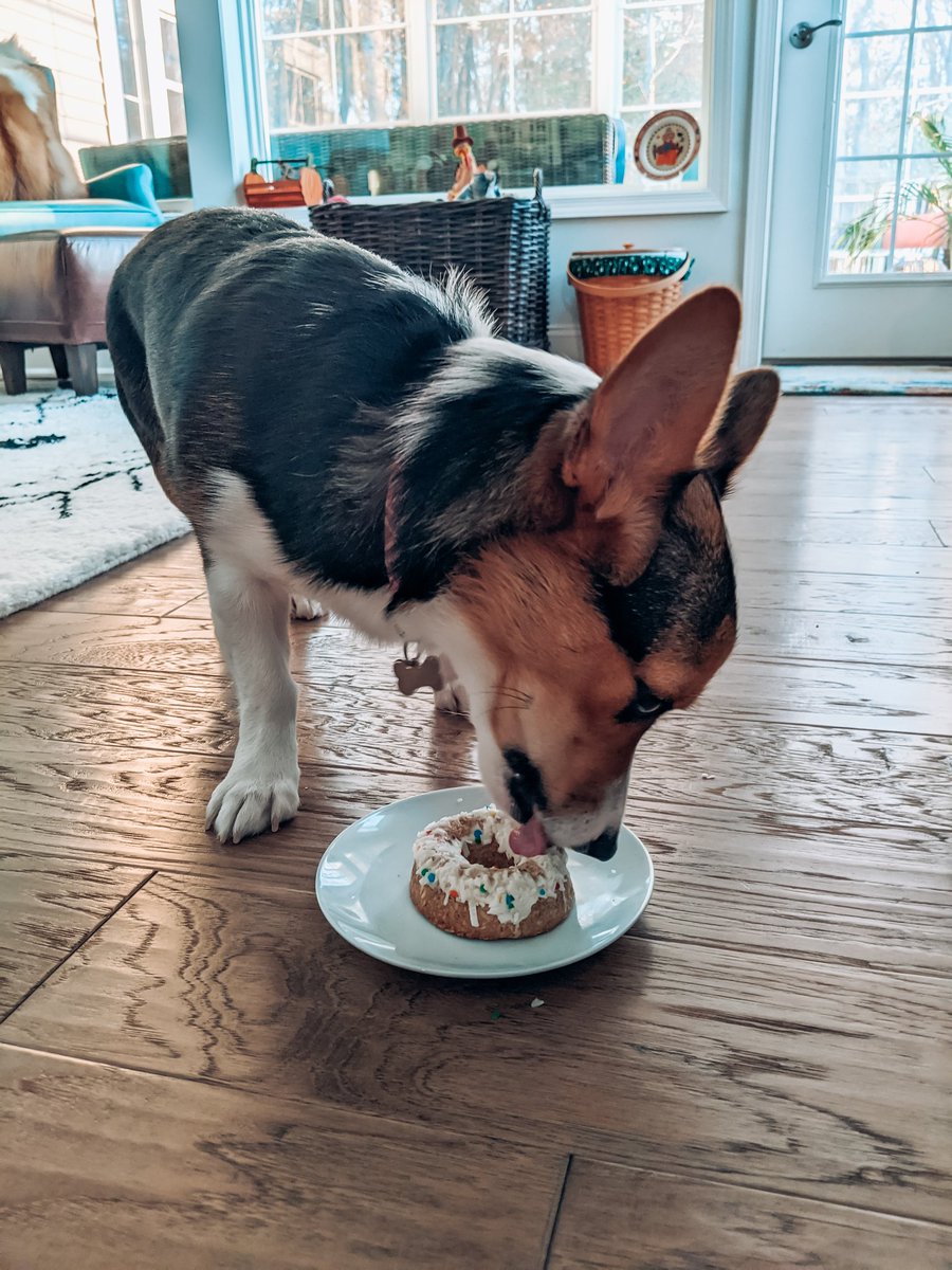 JanelleRushton's tweet photo. Happy Birthday Iris ❤️ @dog_rates https://t.co/DcXJLjpSwb