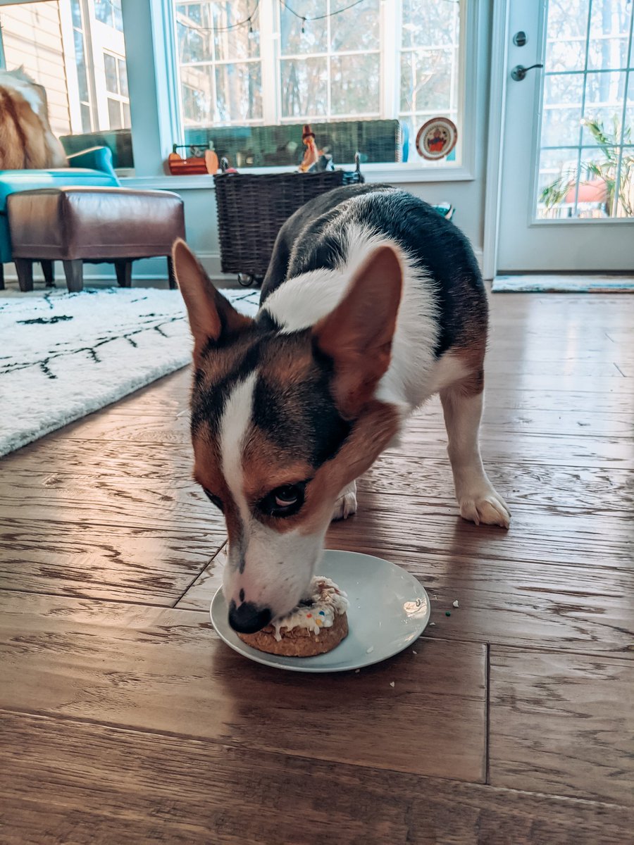 JanelleRushton's tweet photo. Happy Birthday Iris ❤️ @dog_rates https://t.co/DcXJLjpSwb