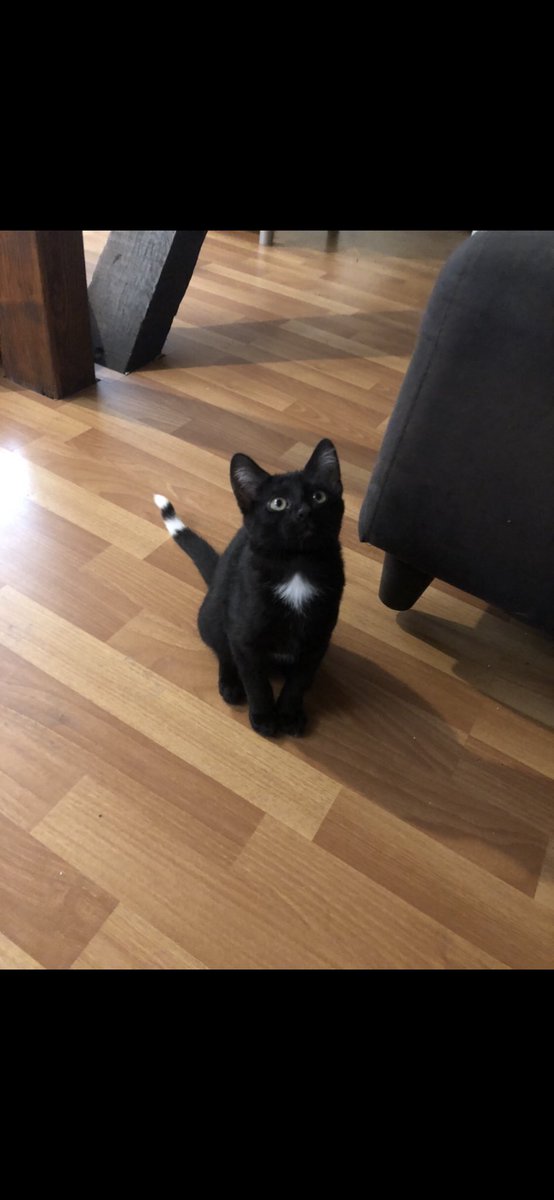 LiTzG10's tweet photo. @NarkussLol Mon chat pepette https://t.co/75GDuPvoVX