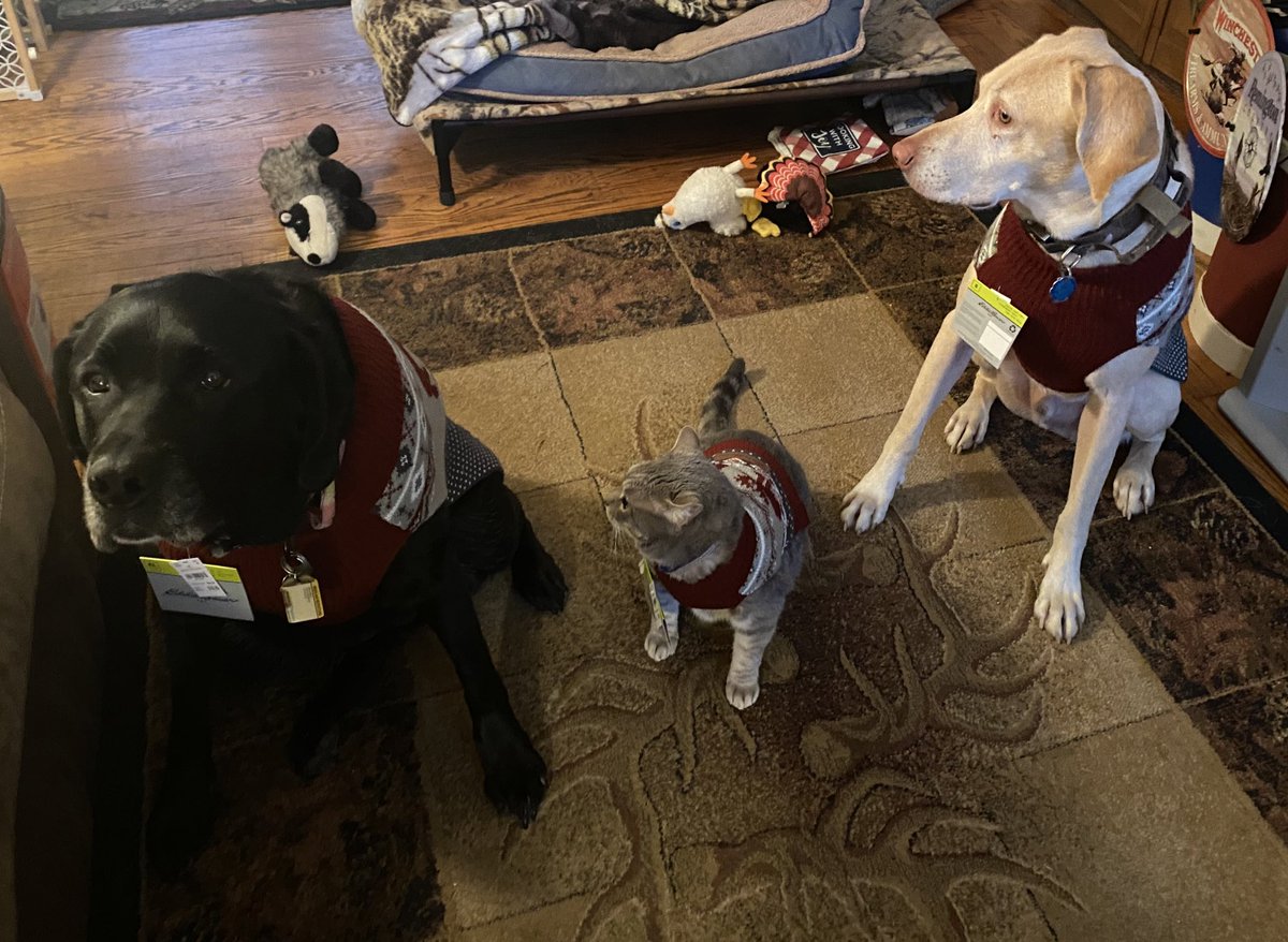airalana24's tweet photo. Went to one store today scored matching sweaters for the pups and the catbro!!Tags still on lol just in case they didnโt fit ๐คฃ๐คฃNow to get holiday pics with their humans . #spoileddogs #labradors #catbro https://t.co/Psz6nmDRvn