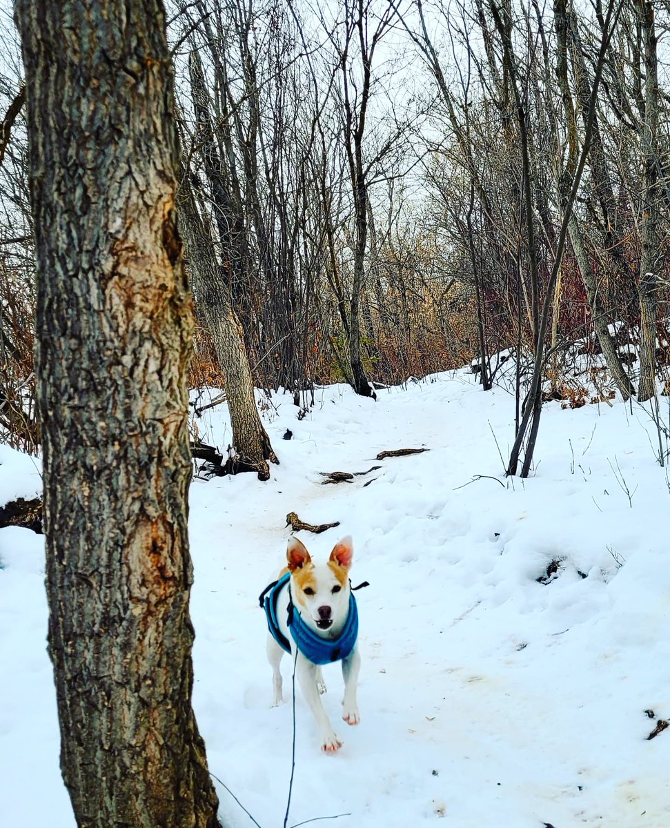 UnleashedExplo1's tweet photo. Friyay pack! #yegdogs #yeg #ravine #warmoutside #unleashed https://t.co/S91tNNfQUe