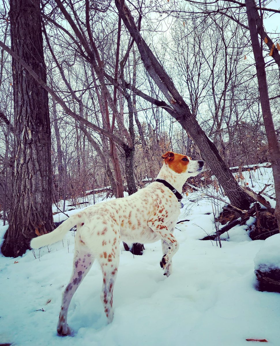 UnleashedExplo1's tweet photo. Friyay pack! #yegdogs #yeg #ravine #warmoutside #unleashed https://t.co/S91tNNfQUe