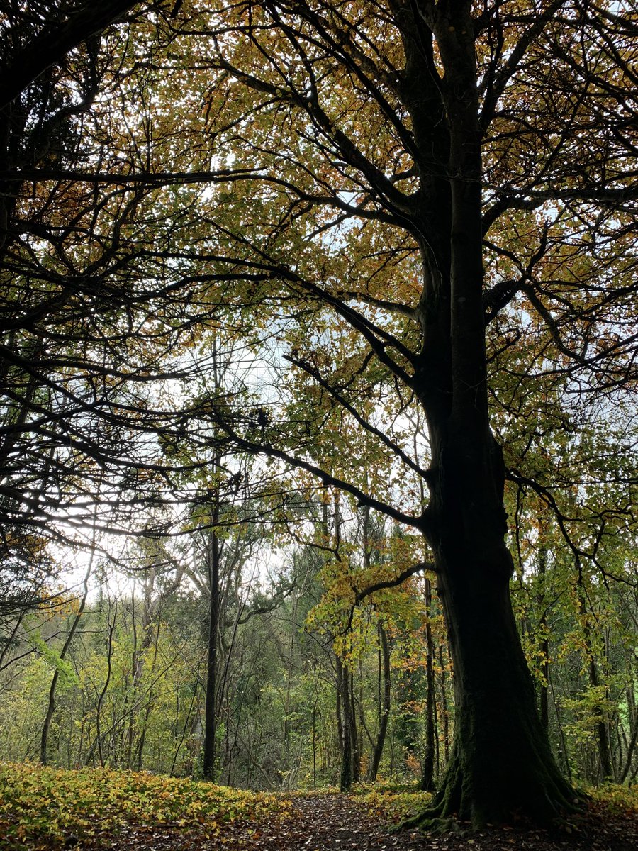 Rosway Walking Club tweet media