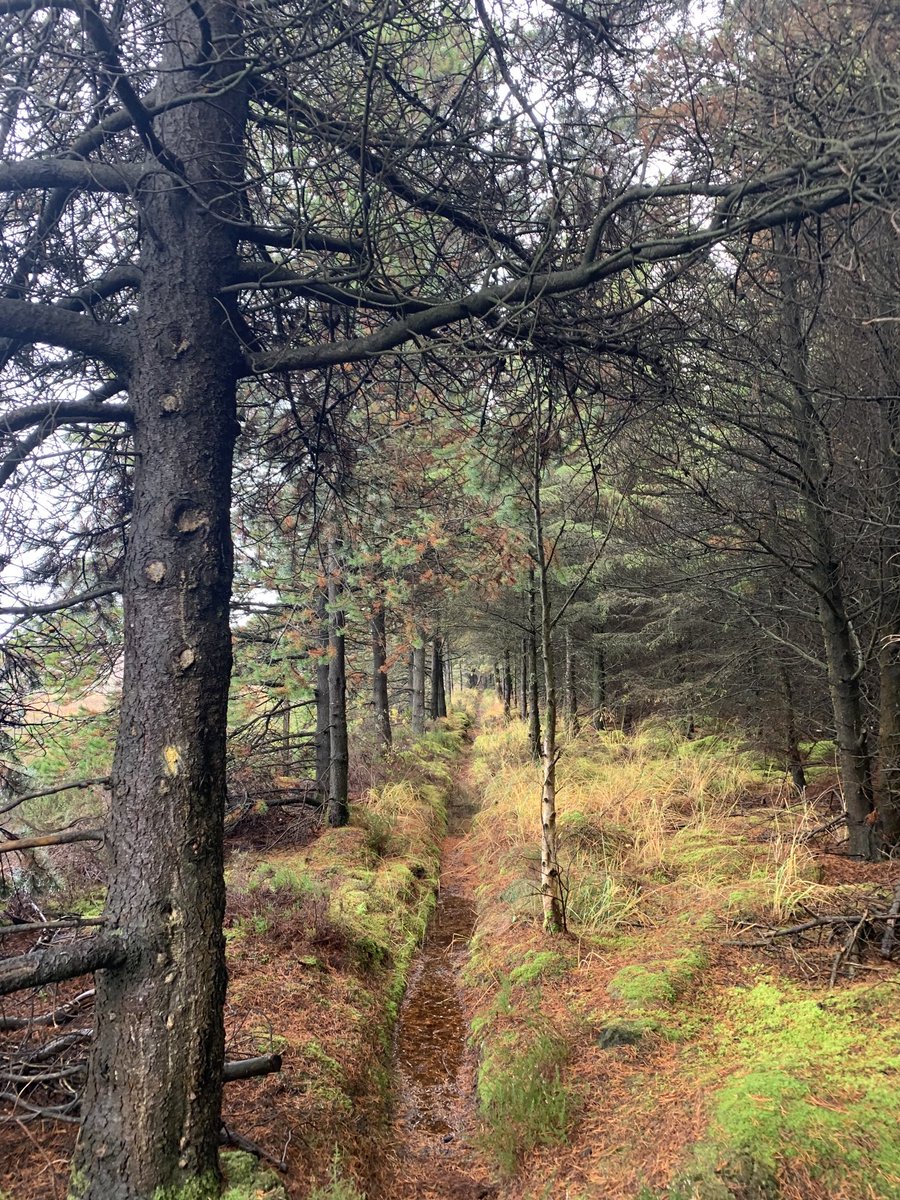 Rosway Walking Club tweet media