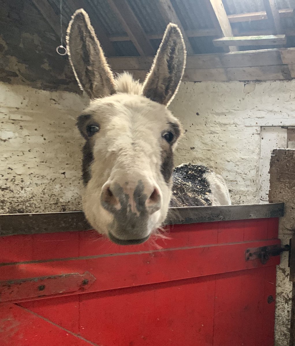 NavajoBirdsong's tweet photo. @HighlandL4ss Sabbie says you should get him an upturned bucket.. #FreeSig https://t.co/vageojfFHz