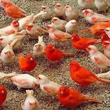 tskryh1's tweet image. تعالوا انضموا الي #BIGOLIVE  bigo.tv/sid/2132597064…