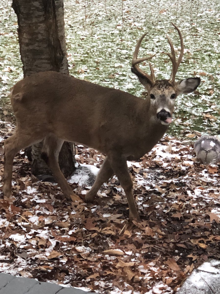 griffiths44's tweet photo. ⁦@DannyDeerOSU⁩ … sticking your tongue out at me!?! https://t.co/w7czJq6o2O