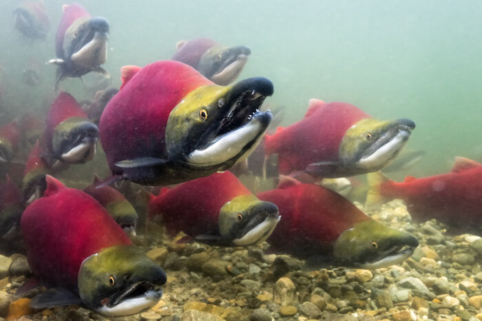 Thank you to Chessy Knight from <a href="/SquamishWaters/">Squamish River Watershed Society</a> for speaking to me and <a href="/S_K_Gill/">Sona</a>! We had a great conversation yesterday about BC #Salmon for our #SciComm project

img: BC Salmon