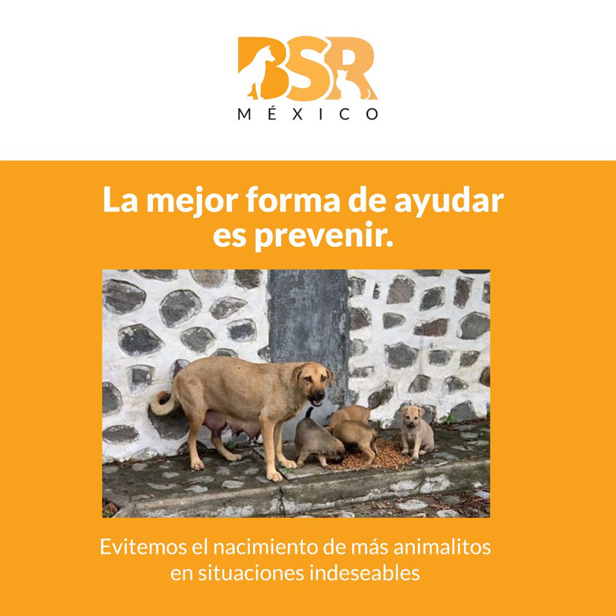 Brigada Sin Raza tweet media
