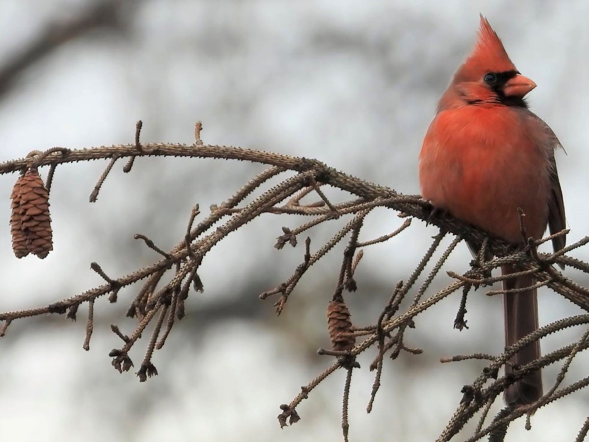 Cardinal And Cones #NYC #Birds #Birdphotograph #Outdoors #Nature #TwitterNatureCommunity