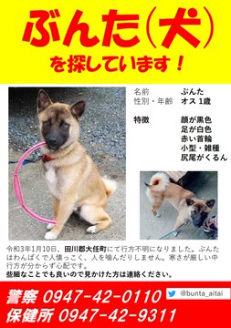 unnkiup's tweet photo. 小柄なぶんたくん。福岡県田川郡大任町から迷子。田川市や筑前等で情報➔  @bunta_aitai
 ぶんたが行方不明になって10ヶ月経ちました。気温も寒くなってきており心配です。特徴は赤い首輪、雑種、巻尾、小柄 、オス、顔回りが黒く、足先が白いです。
些細なことで構いません。情報提供をお願いします https://t.co/wRCEGHXlin