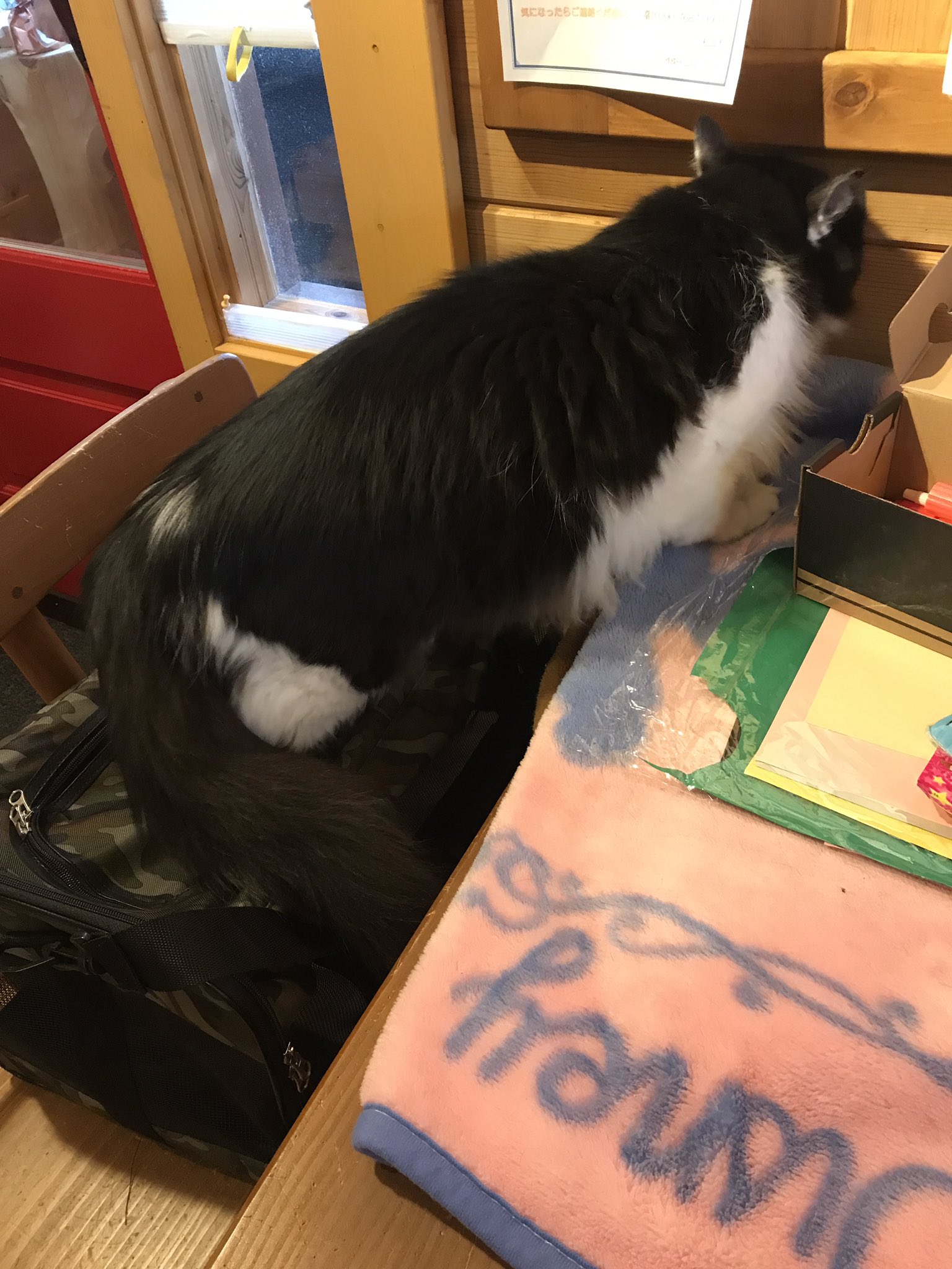 すし すーちゃん実家なう ナナスケにキャリーを奪われそうに 玉城町 保護猫カフェ ねこ達のいえ T Co Nt6zivd5s7 Twitter