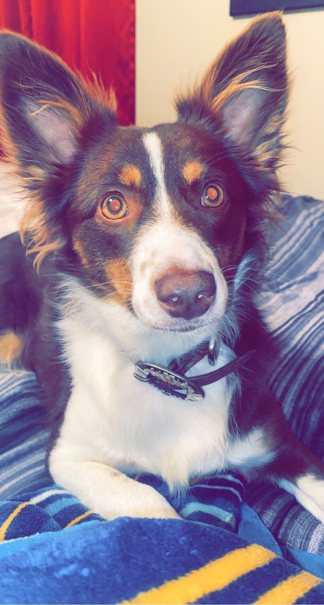 bayleescott15's tweet photo. you were my heart pup, Jinc. ❤️ still missin’ you. https://t.co/xTh5Jf9bzT
