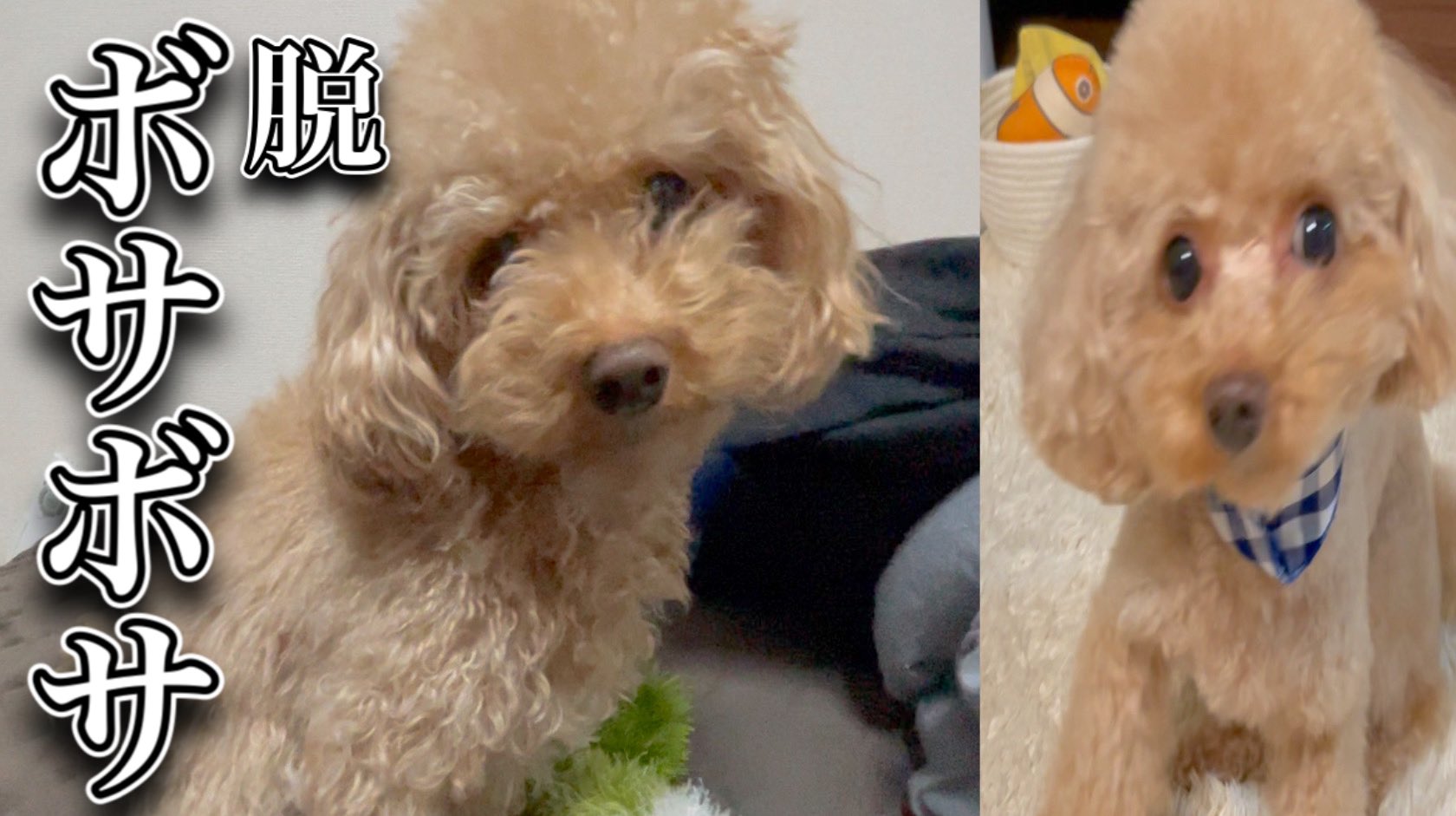 ティーカッププードル カイト Teacuppoodle K Twitter