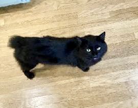 KeithOlbermann's tweet photo. SoCAL MISSING CAT ALERT: Augie is lost in Pacific Palisades at Friends and Swarthmore. He’s chipped: 956000013585712. If you’ve seen or found him please call 800-252-7894 and PLEASE RT AUGIE! https://t.co/2gmrOG6fzM