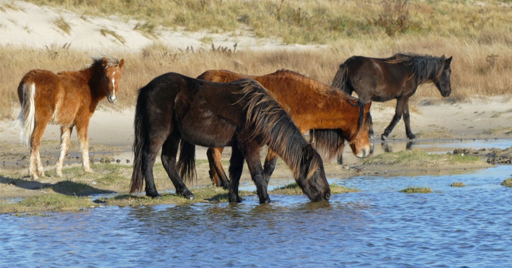 Sable_Institute's tweet photo. (2/2)… With the bay stallion are a dark brown mare &amp; her chestnut colt, &amp; a dark brown immature male. The pond was named for the #mummichogs, a small killifish (Fundulus heteroclitus), which are abundant in most of the ponds near West Light. 
Photos Zoe Lucas. #SableIslandhorses https://t.co/7h2CSU8bt5