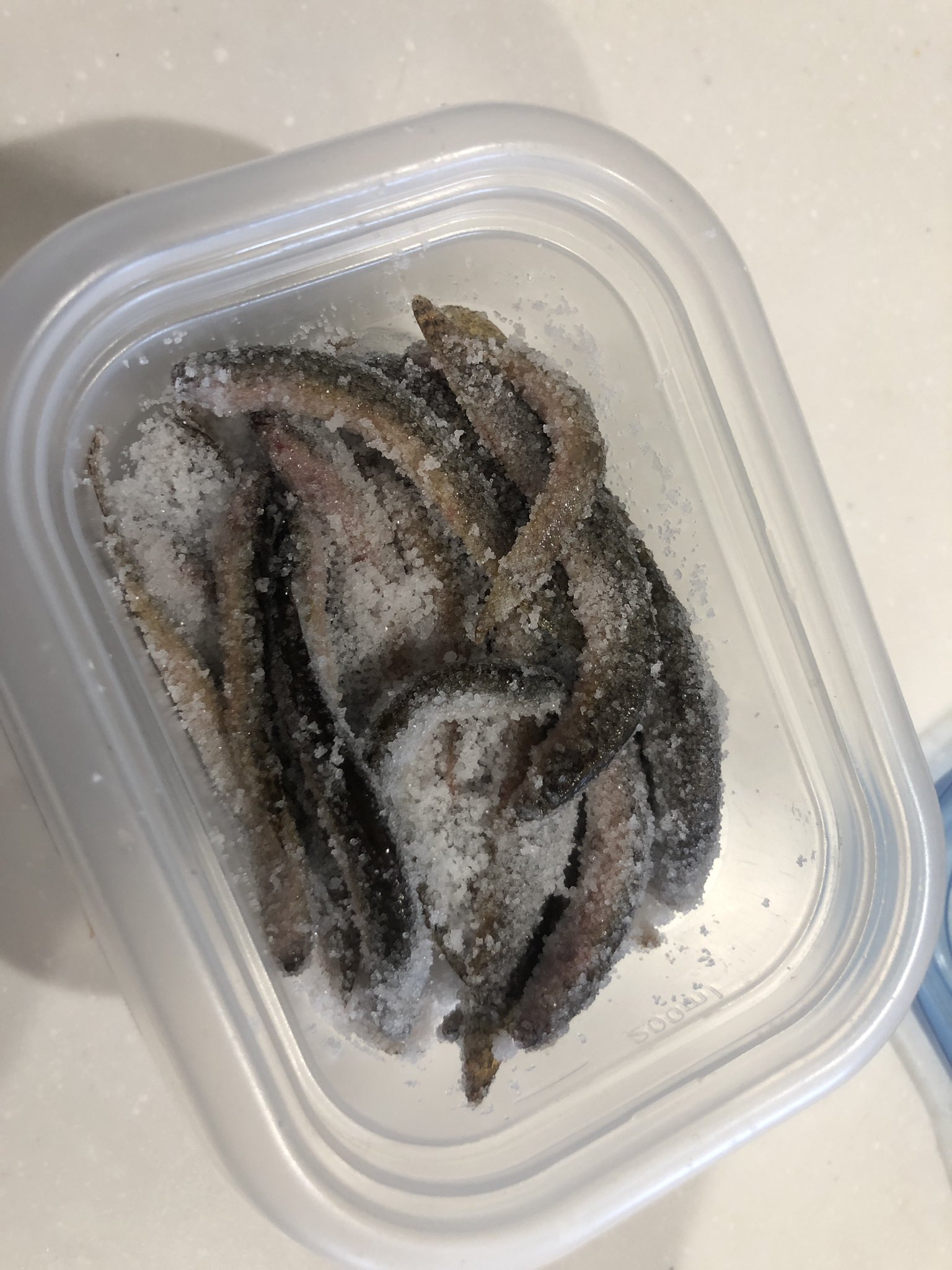 ドジョチョビ Twitter Search Twitter