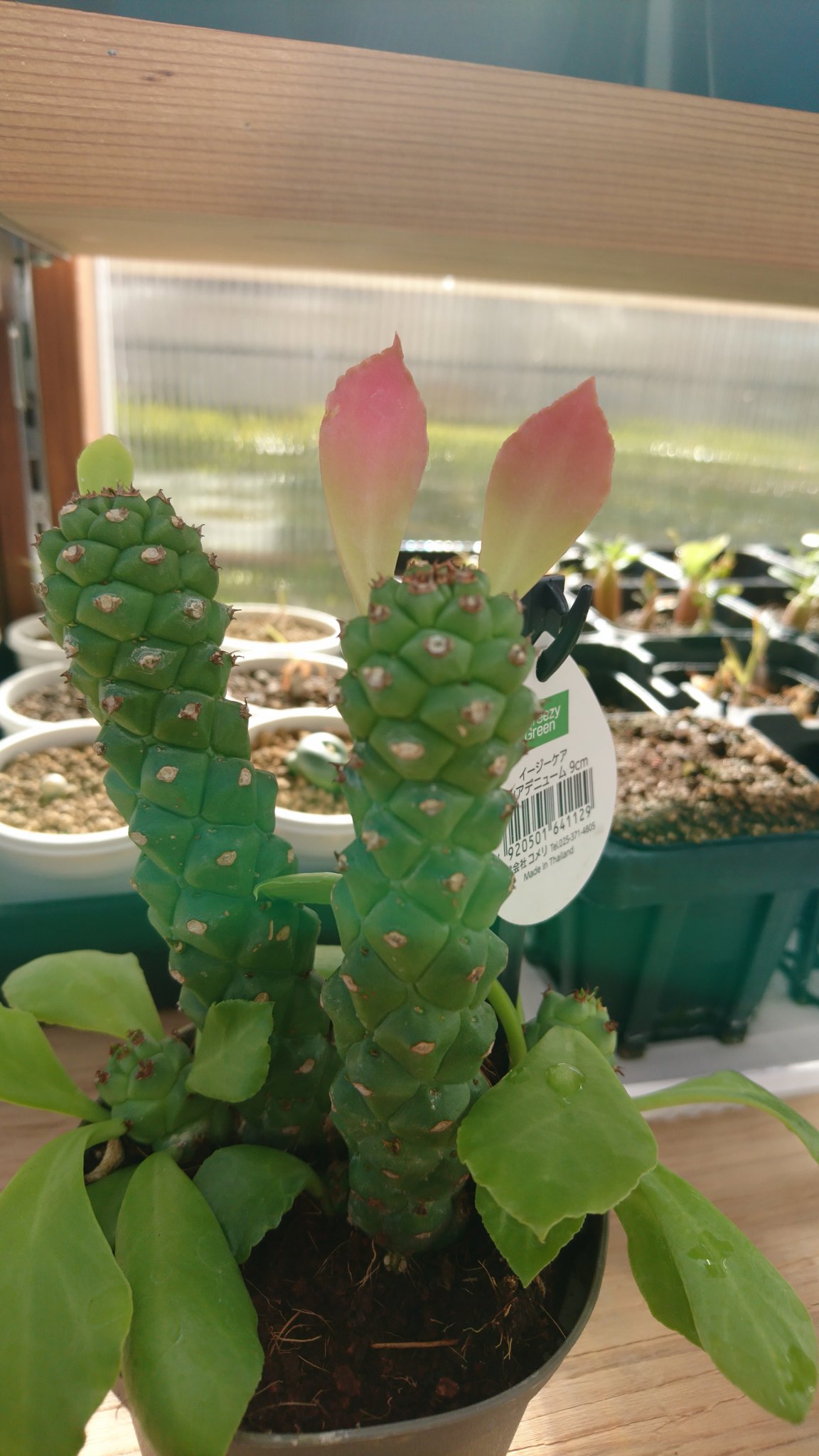 Ambient 多肉植物 コメリにてこの子に呼ばれた気がしたのでお迎えしちゃったw うさみみ T Co Lz7pizezvp Twitter