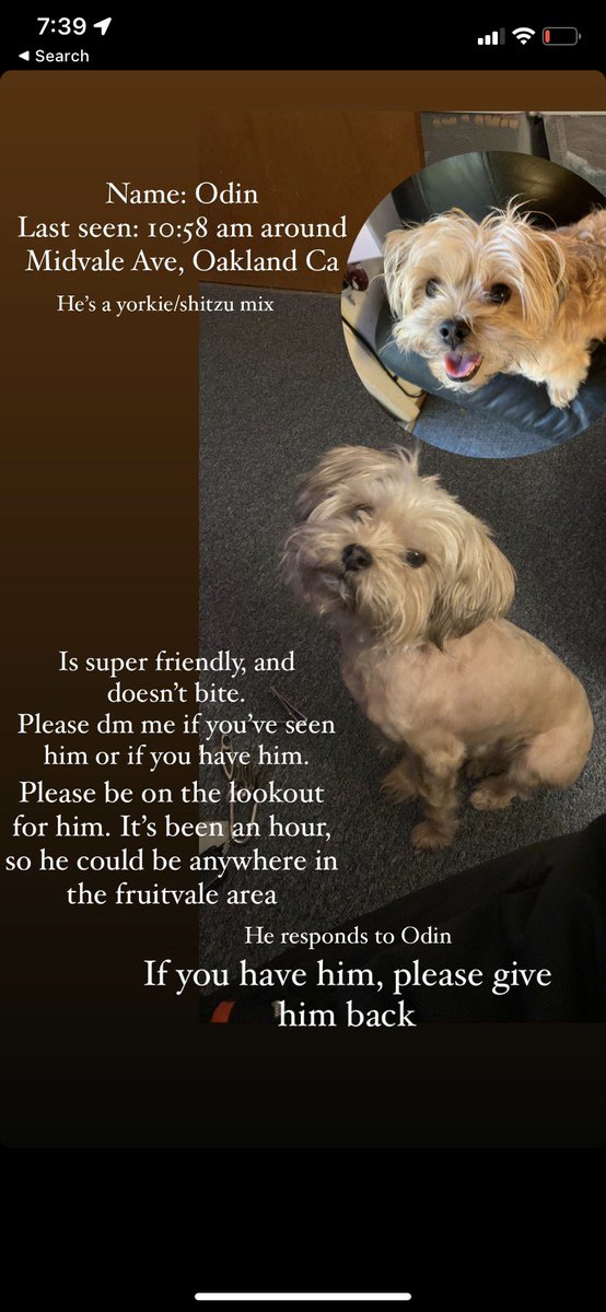 __sabrina__18's tweet photo. Hey! Please be on the look out for Odin. And message me if you have any information. He was last seen on Midvale Ave &amp; Arizona St in Oakland, CA 94602 #lostdogoakland #oakland #missingdog https://t.co/HNj9gi5P7x