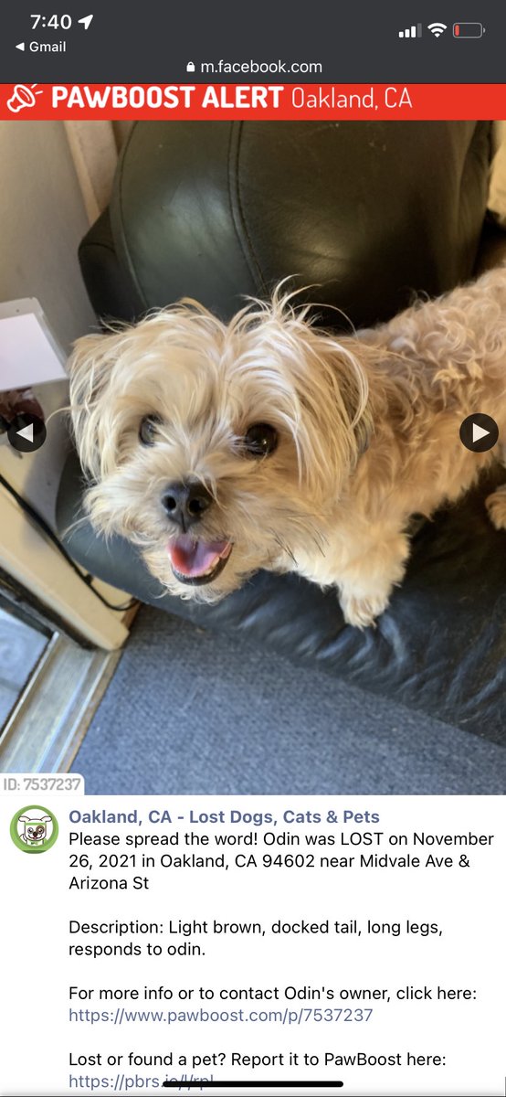 __sabrina__18's tweet photo. Hey! Please be on the look out for Odin. And message me if you have any information. He was last seen on Midvale Ave &amp; Arizona St in Oakland, CA 94602 #lostdogoakland #oakland #missingdog https://t.co/HNj9gi5P7x