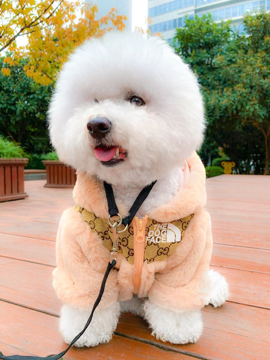 petmaxdesign's tweet photo. so cute！😜
#BichonFrise #dog #cutedog https://t.co/DMR0UewC1I