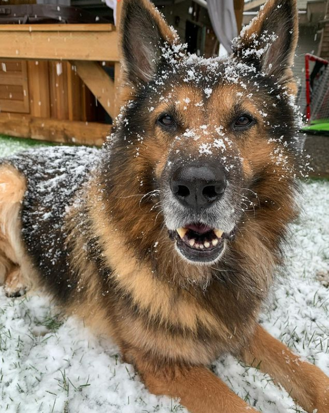 srl_k9coffeeco's tweet photo. Today we are starting a new social media initiative called “Fur Legend Friday”. We will share a Canadian fur legend every week. On that note…Today we would like to introduce Tyson, the face behind our logo. Tyson served communities all over BC. A true legend. #Furlegendfriday https://t.co/lyRJeIjKjj