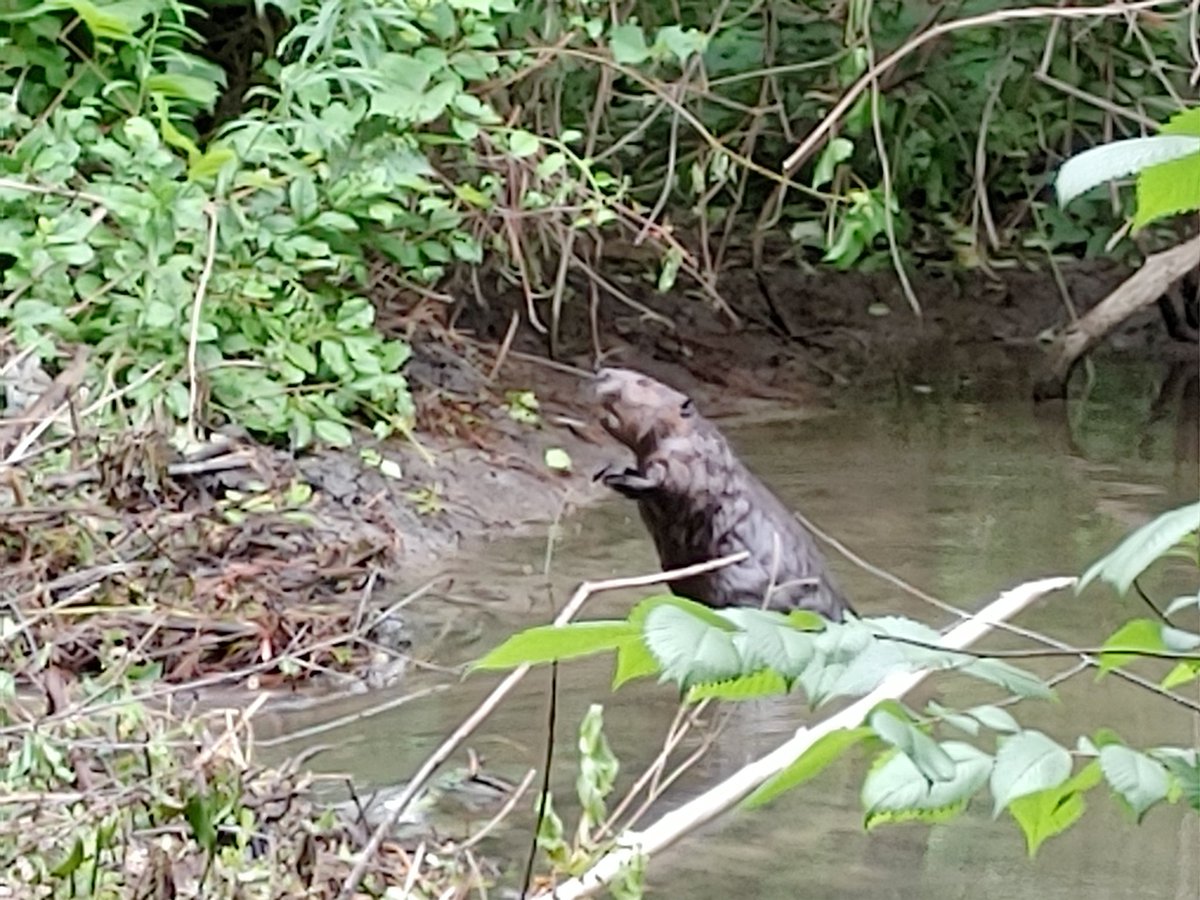 gregorylister's tweet photo. RIP Lester the beaver. 

A Nov 24 letter to @ottawacity from Ottawa-Carleton Wildlife Ctr speaks on City misinformation, deception, no accountability or transparency whatsoever:https://t.co/o7SgLZf4h8 #SaveLesterBeaver
@jchianello @matthewkupfer @cbcfifth @cbcasithappens. #ottawa https://t.co/34OQ6VNjAy