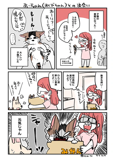 現在は16歳の猫様でございます。 