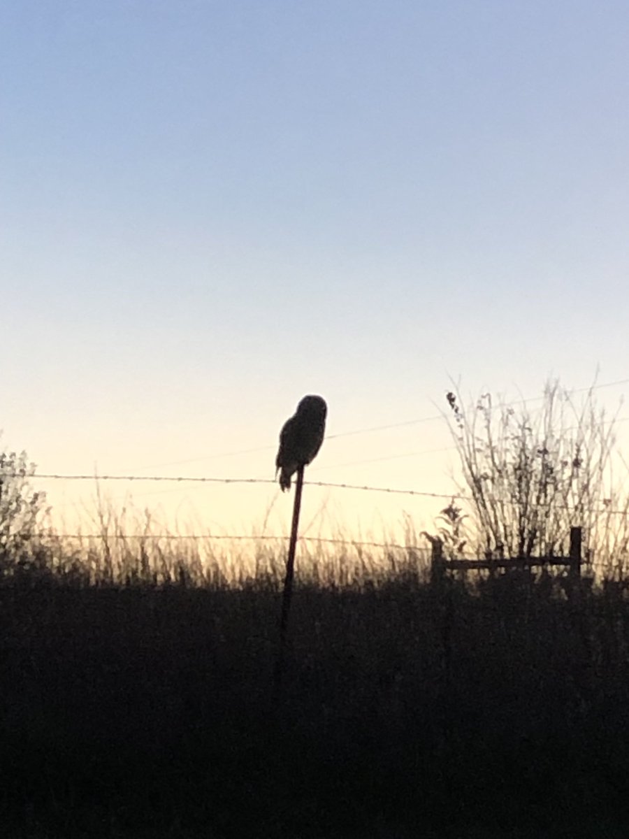 egmackey's tweet photo. The sunset makes it impossible to see the detail, but this huge owl just sat on this fence post for a long time as we watched each other. Just over into Macon County. He is huge, too. First time I have ever encountered an owl on a fence post. https://t.co/IIzefS278p