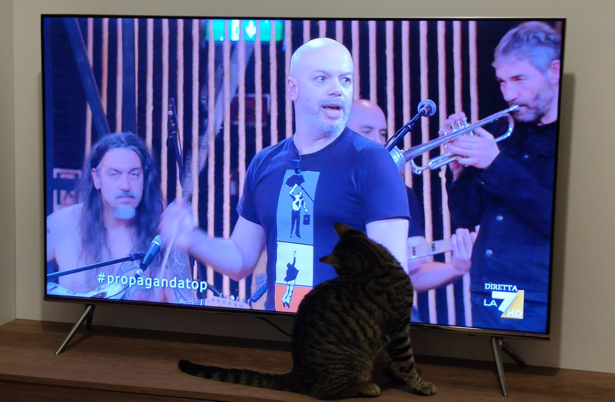 Ro_Giunta's tweet photo. Pepa se lo ricordava diverso il gattomatto.
@welikeduel 
#propagandatop https://t.co/b6xt4ydwn6