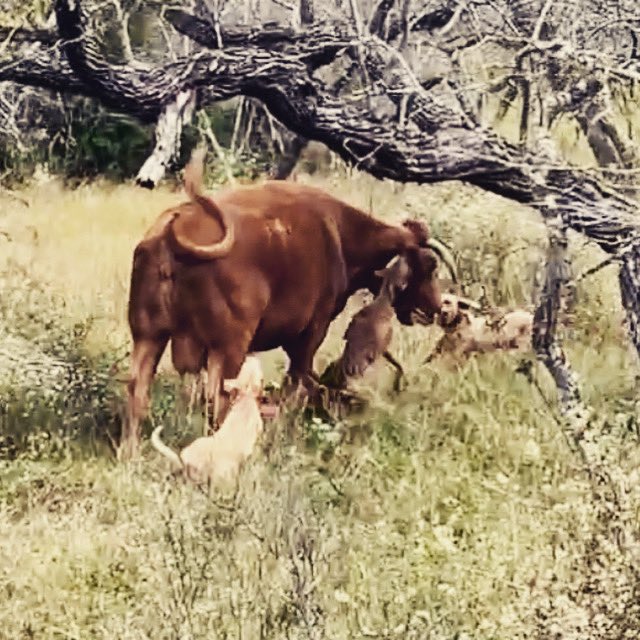kalebgv12's tweet photo. cow dogs https://t.co/JS3patIyGG