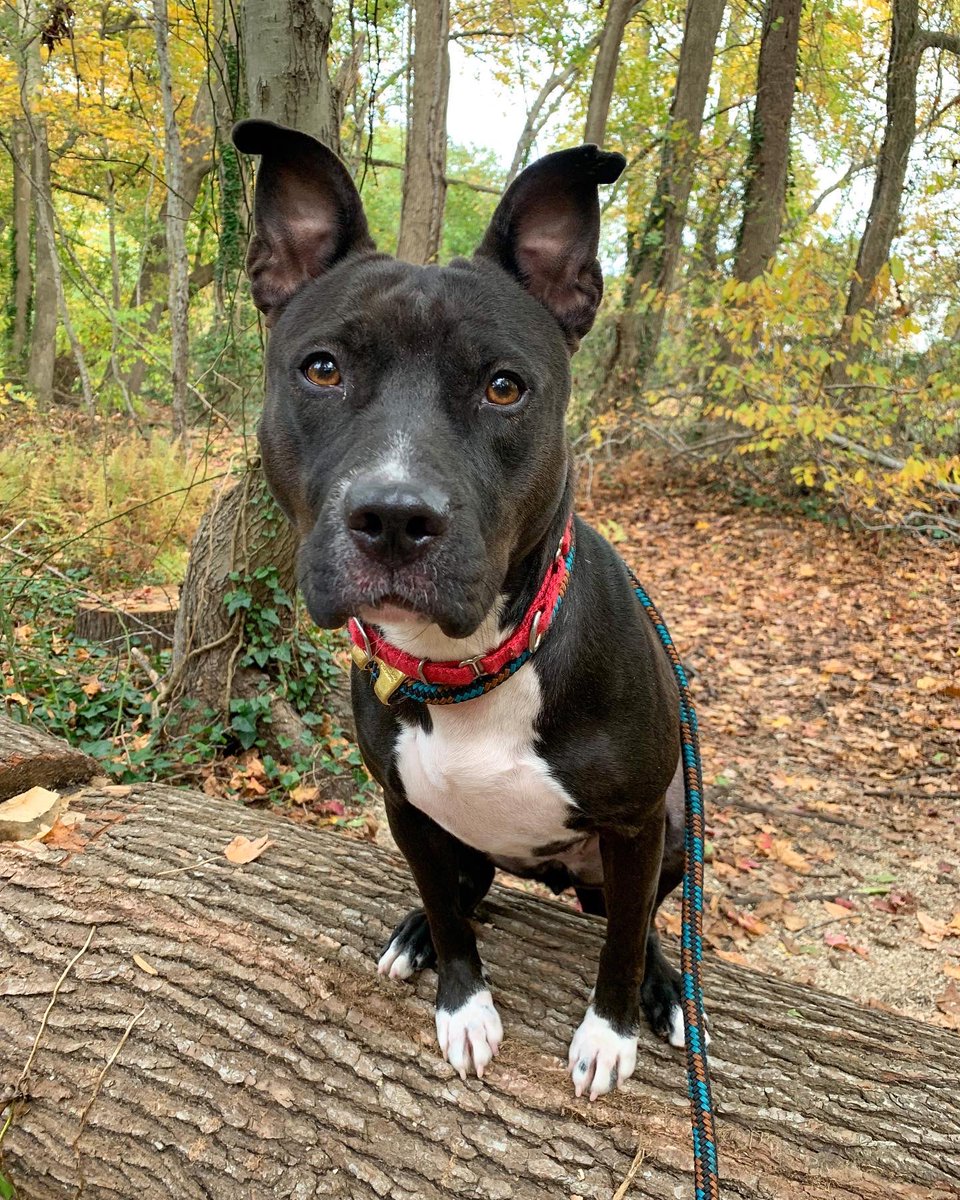 adopt_melia's tweet image. Princess was left at a police station with a note saying ‘can no longer care for her.’ She is people friendly, but needs a solo dog home with everyone at least 15 yrs of age.

Town of Hempstead Animal Shelter, NY. Email adoption@tohmail.org #NewYork #LongIsland