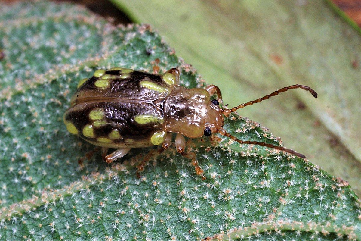 EntSocVic's tweet photo. This beetle is Chalcolampra pustulata, a member of the Leaf Beetles Family Chrysomelidae. Observed by #EntSocVic member @MartinLagerwey near Waburton, VIC, Australia, this genus was first described by French zoologist and entomologist Émile Blanchard back in 1853. #beetles https://t.co/iMC8j9dDiZ