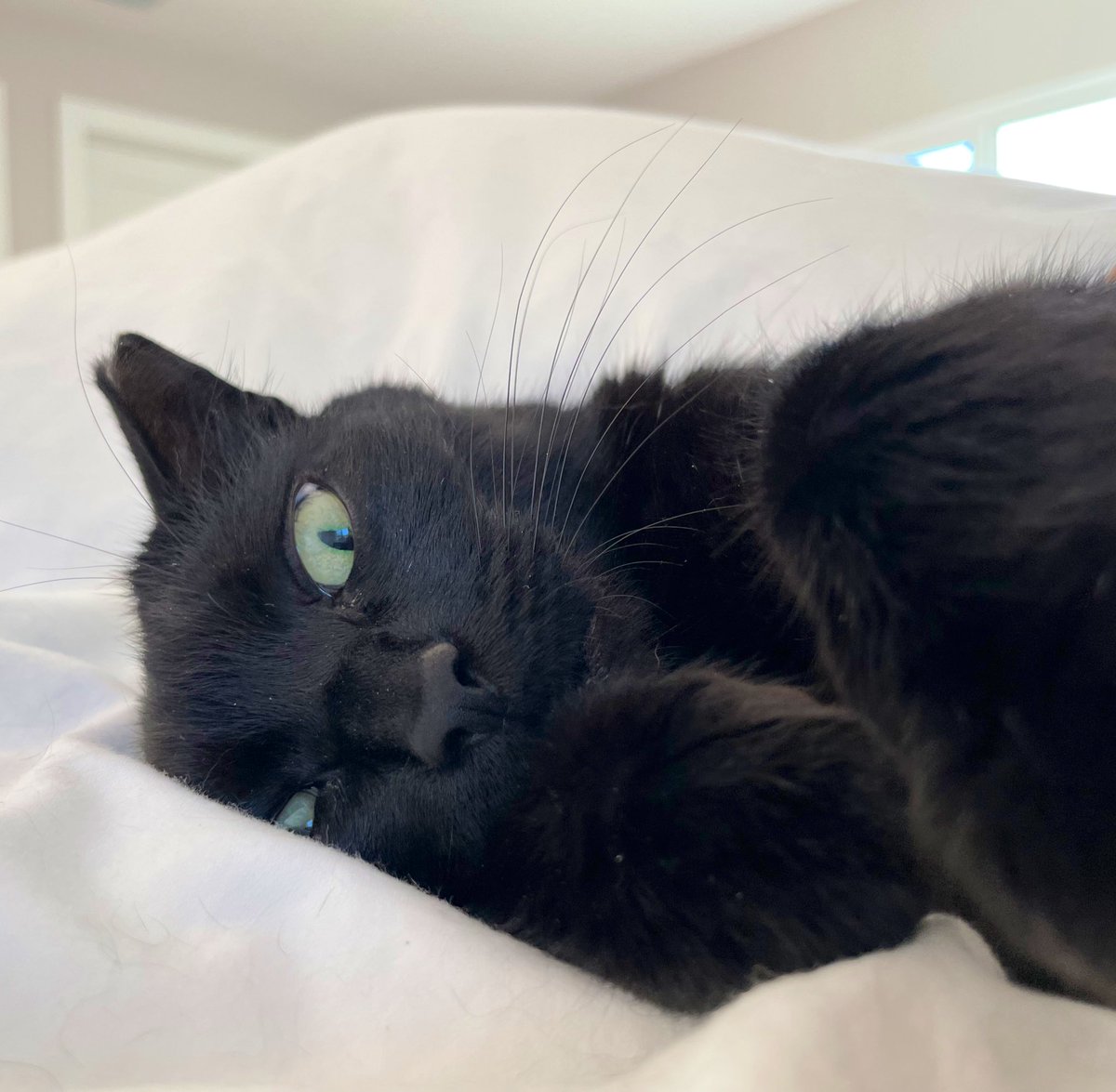 thelunarsawyer's tweet photo. We’ve been out of town for a week, and the kittos have been a bit clingy since we got home.
#rescuecats #CaturdayEve #CatsOfTwitter #timeformycloseup https://t.co/9rasXV2YYU