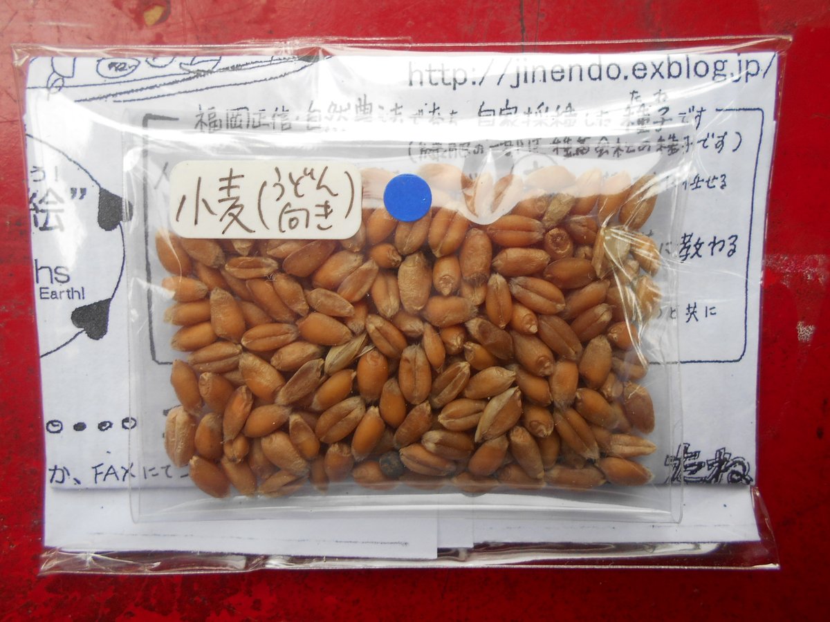 Jinendo_Farmer's tweet photo. 麦の根は、土作りに役立つ。
成長するにつれて伸びる細���て長い「ひげ根」が、
土中の微生物を増やし、ふかふかの土に、病害虫を減らす効果も。
#麦ワラ 利用効果
畑に敷き詰め、雑草を抑えたり、泥が跳ねて病気が伝染するのを防いだり、土の乾燥を防いだりし、養分タップリの土に #OneStrawRevolution https://t.co/8UYXKUoMLJ