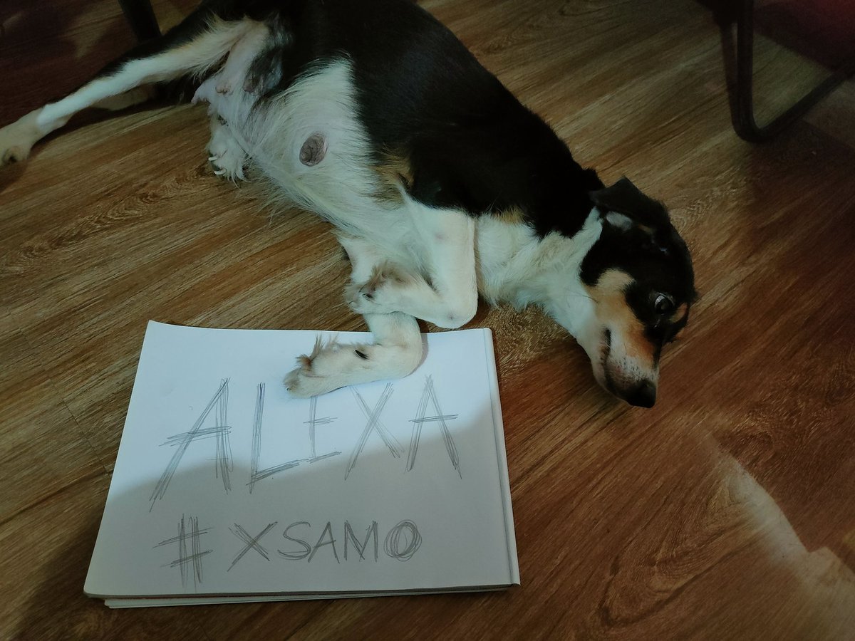 KhriztianTobias's tweet photo. @xrpsamoyed Take a look at my cute ALEXA 🥰🥰🥰
@Nesachan28 @tobychan2x
#XSAMO 🚀🚀🚀🎉🎉 https://t.co/YKoSoUevSl
