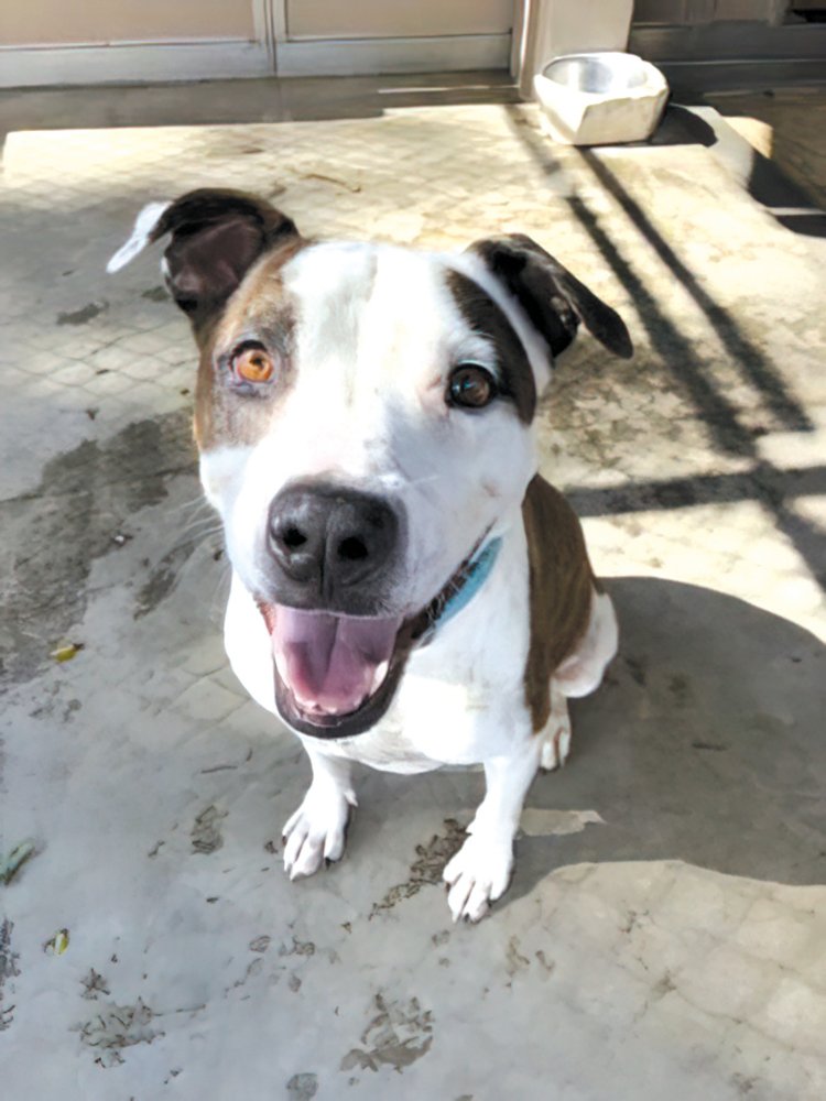 Maya is a 7-year-old terrier mix who loves to be the center of attention. She is the perfect dog for you to take on long walks and help with yard work. Find out how to adopt her at @hawaiianhumane. #midweekhawaii #hawaii #hawaiianhumane